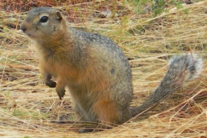 Czerwonawy (duży) suslik Czerwonawy (duży) suslik